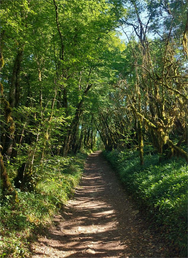 Circuit VTT 5 : Lac d'Armaille - M.Ballet