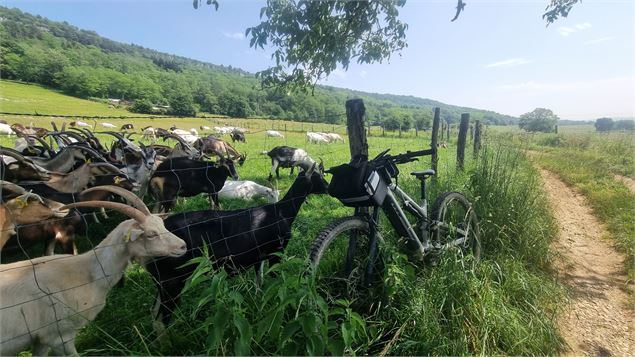 Circuit VTT n°7 (rouge) - Drom - Villeversure - scalland