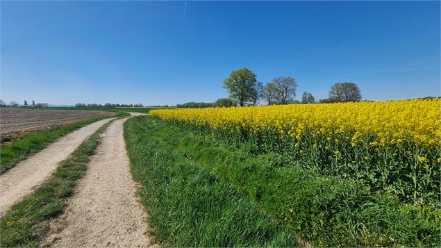 Circuit VTT n°5 (rouge) - L'étang Pontremble - scalland