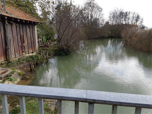 entre Beaupont et Domsure - scalland