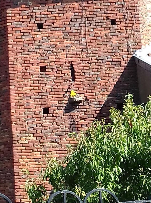 Circuit VTT-VTC n°19 (rouge) La Bresse de St Trivier - GBA