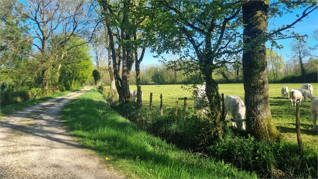 Circuit VTT-VTC n°11 (bleu) - Prairie de Jayat - Chartreuse de Montmerle - scalland