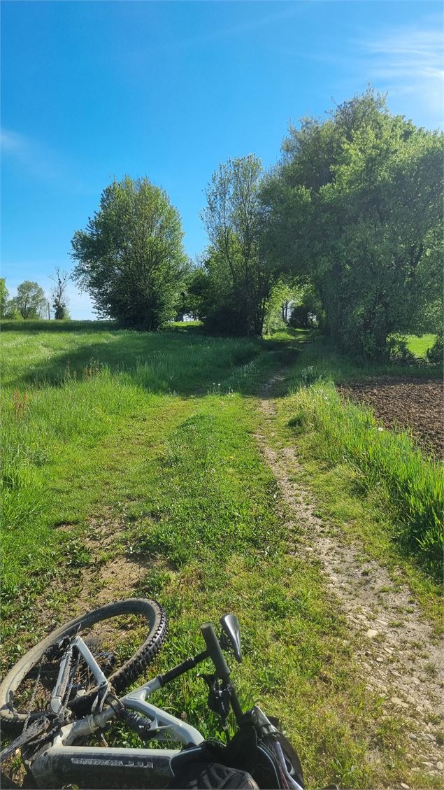 Circuit VTT-VTC n°25 (rouge) Comté de Montrevel - Domaine du Sougey_Montrevel-en-Bresse - scalland