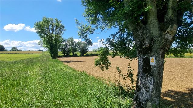 Circuit VTT-VTC n°26 (noir)_Tour de St Didier d'Aussiat - GBA