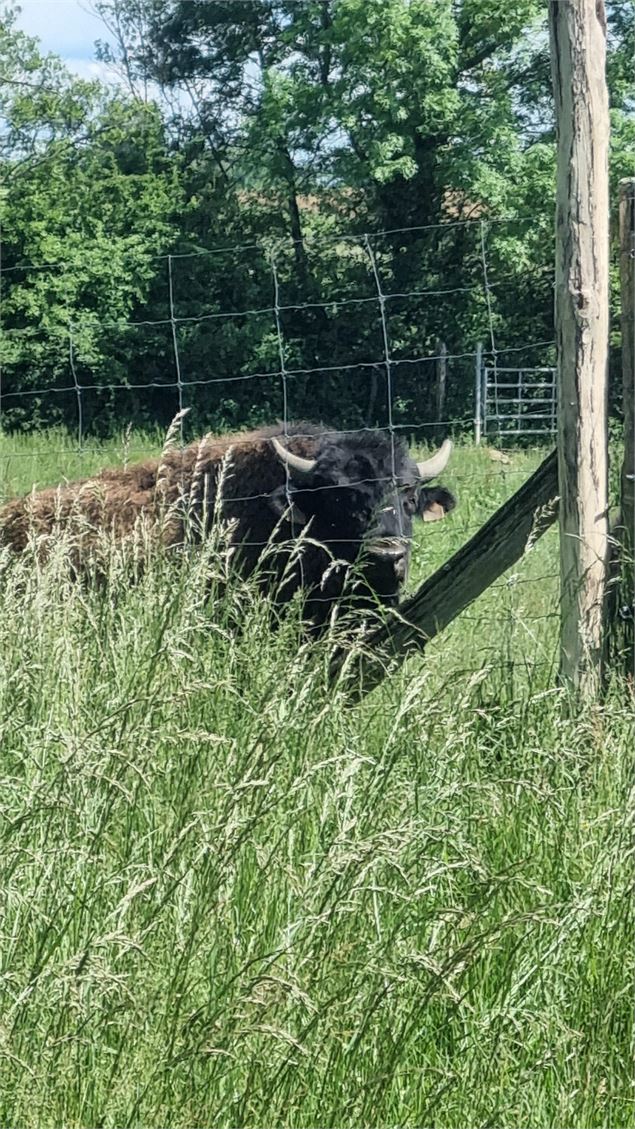 Circuit VTT-VTC n°26 (noir)_Tour de St Didier d'Aussiat - GBA