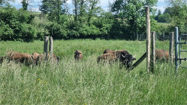 Circuit VTT-VTC n°26 (noir)_Tour de St Didier d'Aussiat - GBA