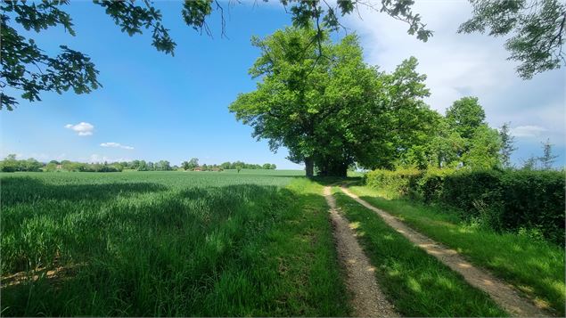 Circuit VTT n°24 (rouge) - La St Martin - GBA