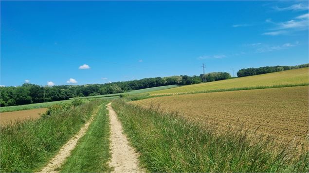 Circuit VTT-VTC n°27 (noir) - Les domaines de Bresse - scalland
