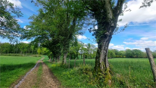 Circuit VTT-VTC n°27 (noir) - Les domaines de Bresse_Montrevel-en-Bresse - scalland