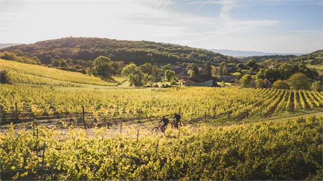 Circuit VTT n°21 (rouge) Vignoble du Revermont - Tour de Gravelles - Mizenboite