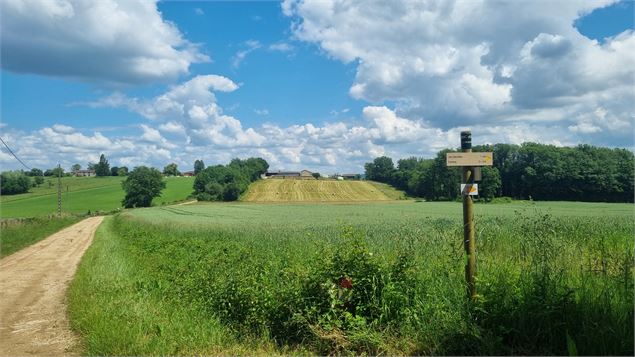 Circuit VTT-VTC n°28 (rouge) - Cormoz_Saint-Nizier-le-Bouchoux - scalland