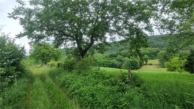 Liaison VTT (L2) Ceyzériat - Ile Chambod Gorges de l'Ain - scalland