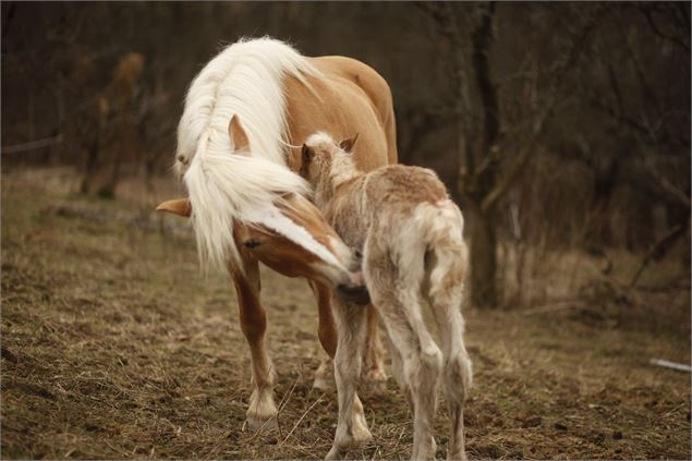 Chevaux de Soi Équestre - Laurie Bella