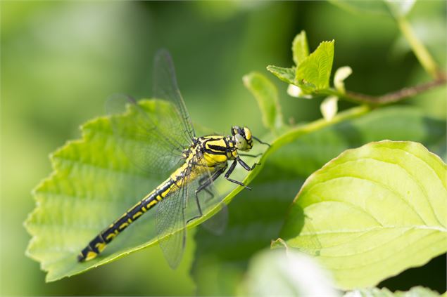 Réserve Naturelle Régionale du Haut Rhône Français - Denis Palanque