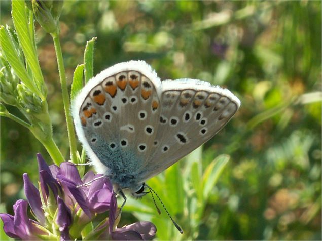 Faune réserve naturelle du marais de Lavours - Département de l'Ain