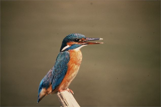 Faune réserve naturelle du marais de Lavours - Département de l'Ain