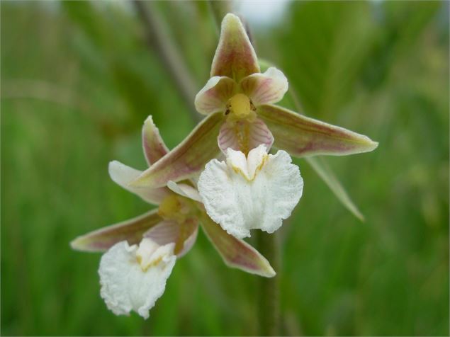 Flore réserve naturelle du marais de Lavours - Département de l'Ain