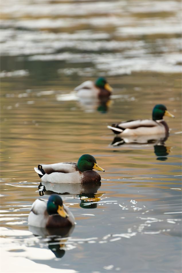 Lac du Môle_Ville-en-Sallaz - Mole & Brasses Tourisme