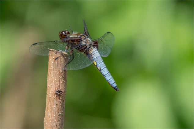 Une libellule posée sur un piquet - ©Arcom Design