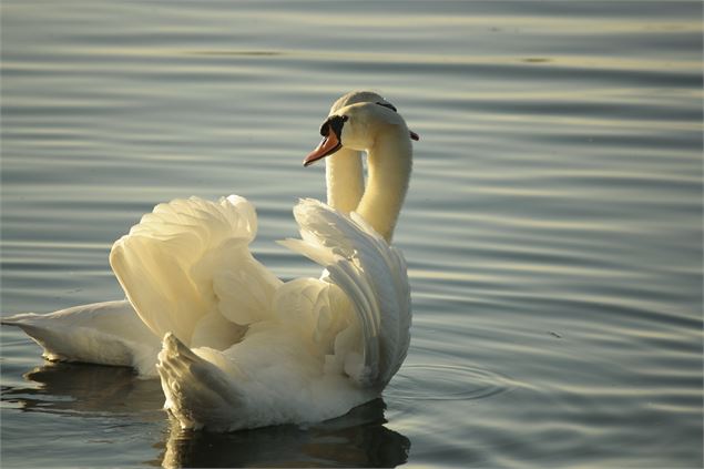 Deux cygnes sur un étang - ©Arcom Design