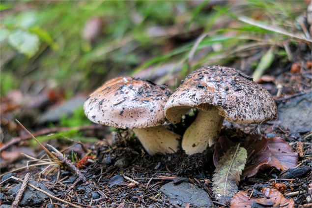 Champignons - Office de tourisme La Chapelle d'Abondance
