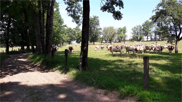 Boucle des étangs de Crosagny - ML Frescurat