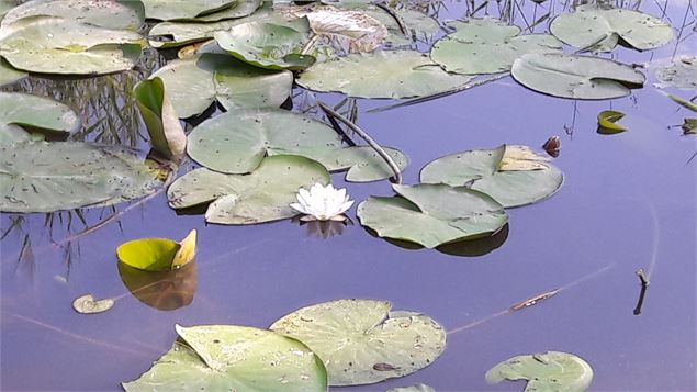Nénuphare Etangs de Crosagny - ML Frescurat