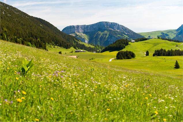 Glières - @L. GUETTE