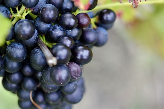 Mondeuse - OT Coeur de Savoie