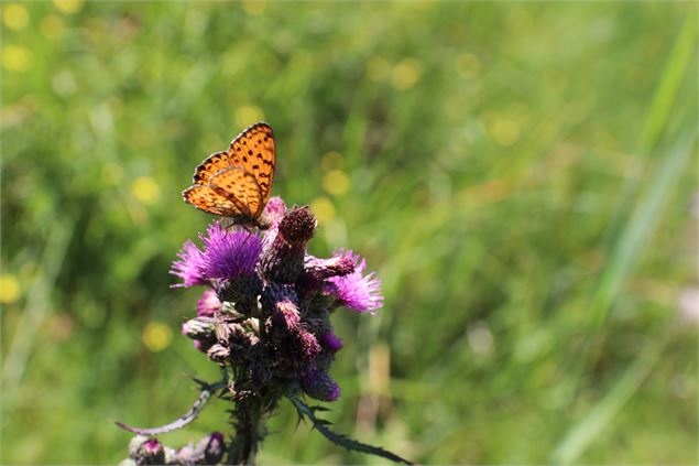 Chemin des Vignes - OT Coeur de Savoie