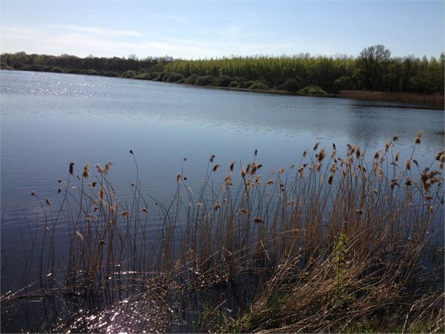 Les beaux étangs de la Dombes - Sophie Chapuis