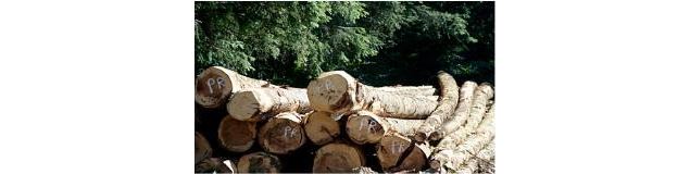 Chênaie de Seillon - OTBBD