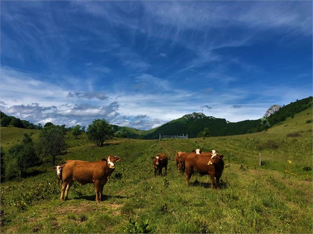 En Pryse - Massif du Grand Colombier - Maxime Ballet