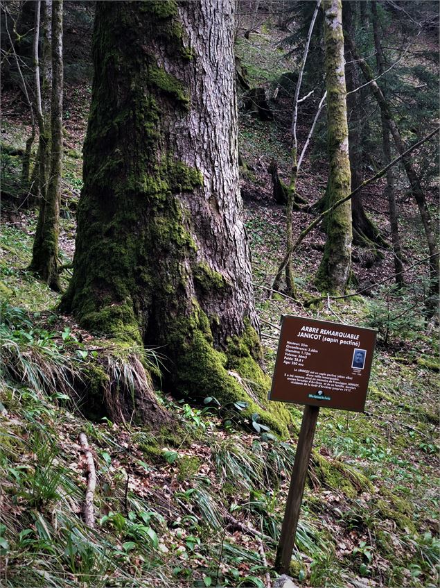 Le sapin Janicot - Massif du Grand Colombier - ©Maxime Ballet