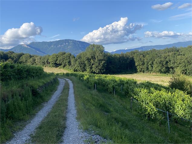 Chemin dans les vignes du Bugey avec vue sur le Grand Colombier - M.Ballet