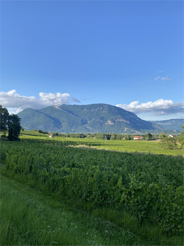 Chemin dans les vignes du Bugey avec vue sur le Grand Colombier - M.Ballet