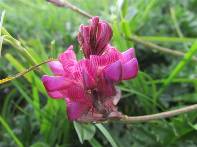 Itinéraire pédestre : grande Traversée des Alpes - GR 5 - Chardonnière - Samoëns - Refuge de Chardon