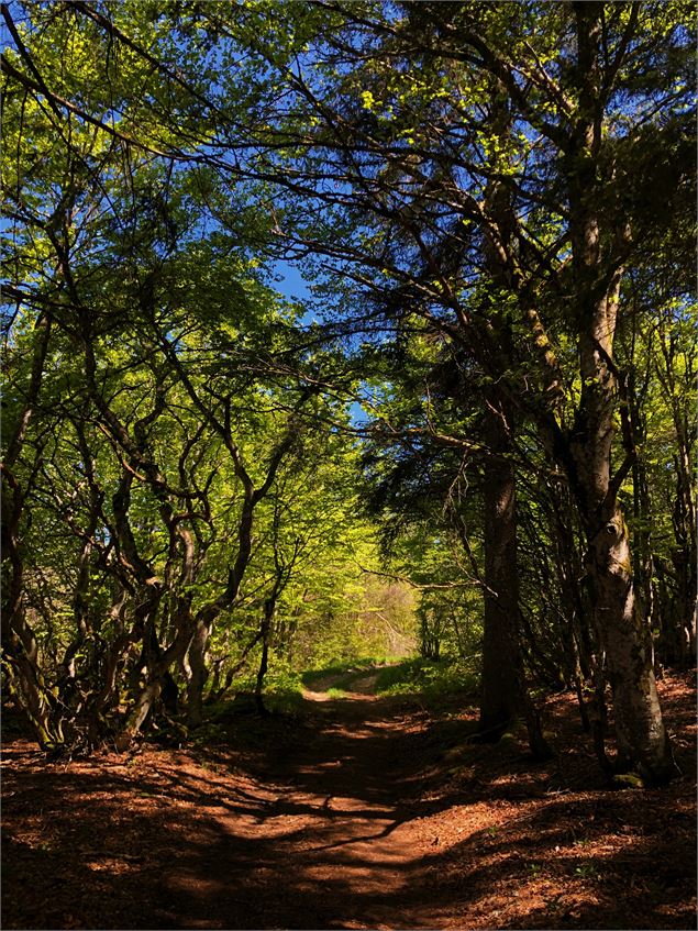 Sentier du Maquis en direction de La Combette - Office de Tourisme Bugey Sud Grand Colombier