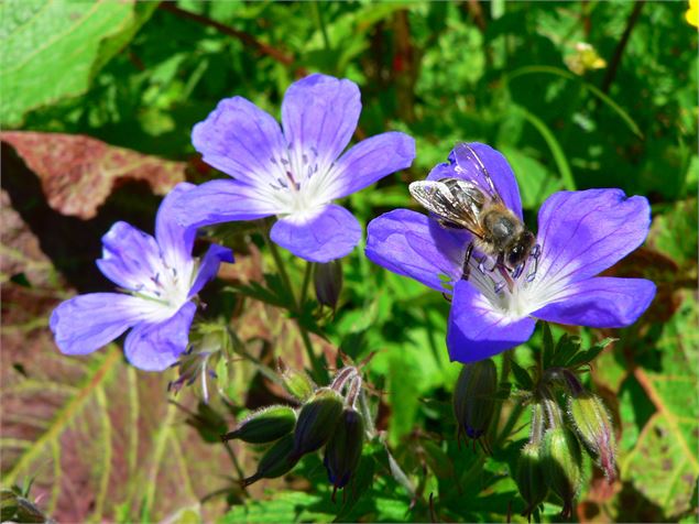 Lac de Clartan - OT Porte de Maurienne