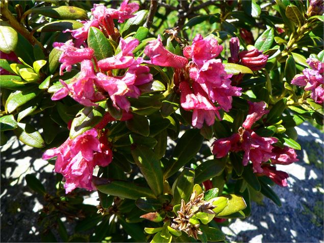 Lac de Clartan - OT Porte de Maurienne