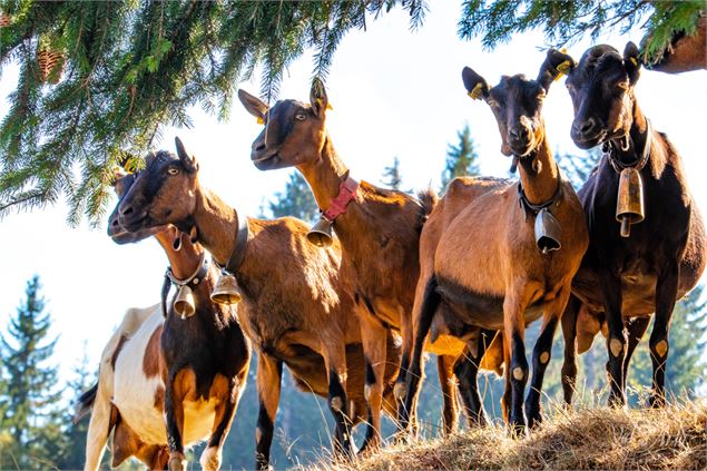 Itinéraire poussette à Crest-Voland / Cohennoz - Chemin des Chalets brûlés - Office de Tourisme du V