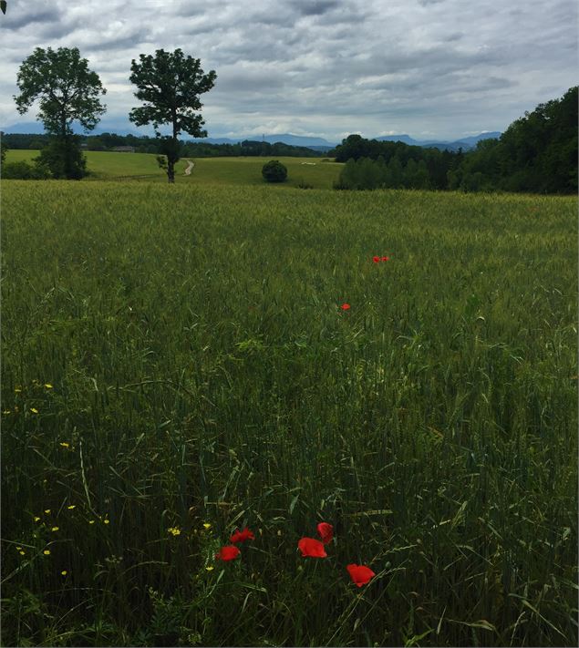 Vue sur les Champs - Maxime Ballet