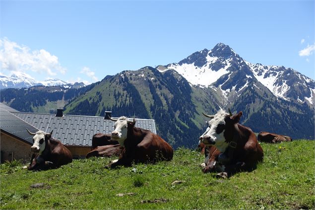 La Raille - Vaches Abondance - OTI PEVA