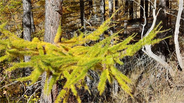 Boucle à pied au col de Bramanette - OT HMV
