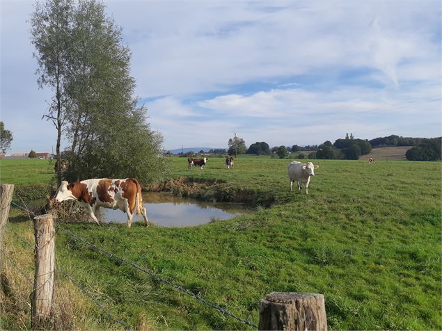 Foissiat - Ancienne Chartreuse de Montmerle - scalland
