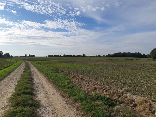 Foissiat - Ancienne Chartreuse de Montmerle - scalland