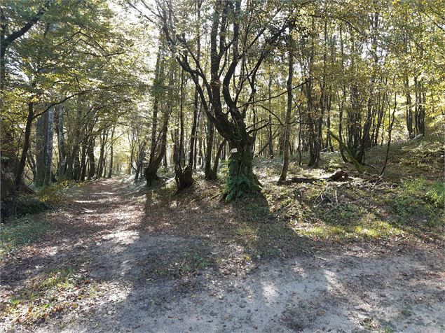 Bresse Vallons - Etangs de Bizadan et de But - Voie royale - scalland