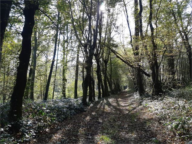 Bresse Vallons - Etangs de Bizadan et de But - Voie royale - scalland