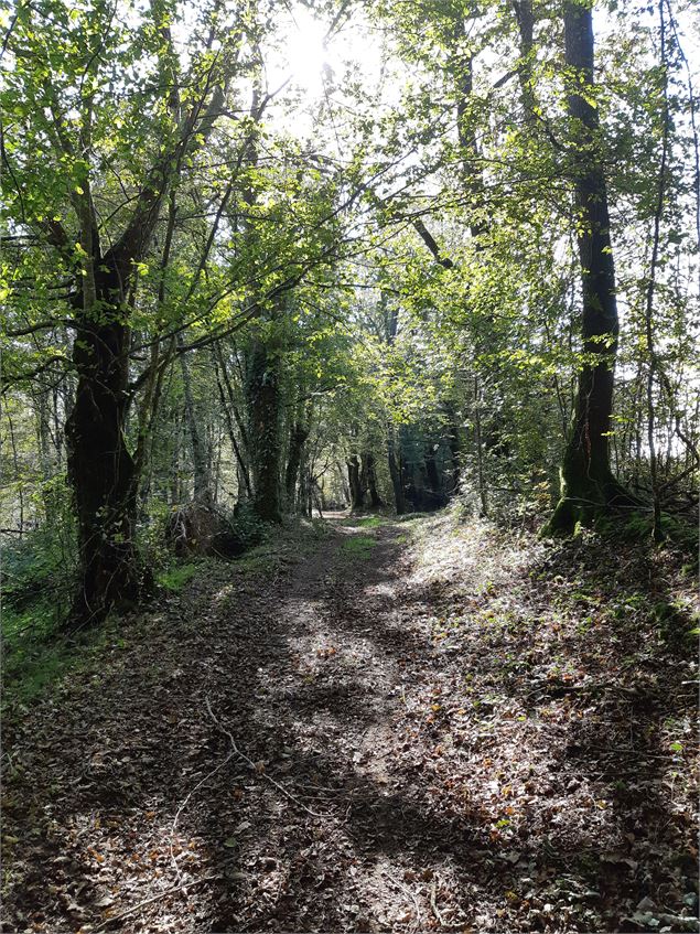 Bresse Vallons - Etangs de Bizadan et de But - Voie royale - scalland