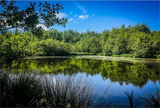 Bresse Vallons - Etangs de Bizadan et de But - Voie royale - scalland